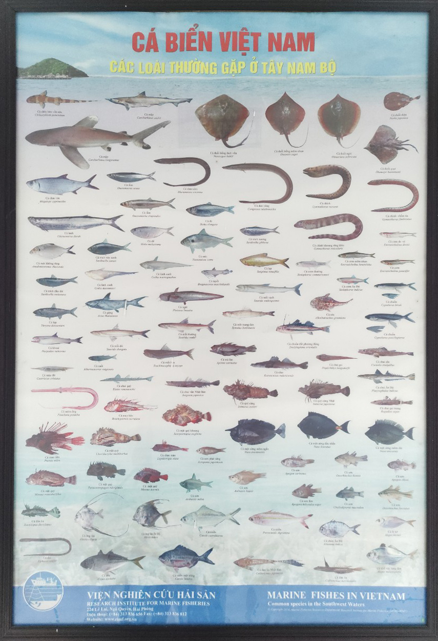 Posters of marine fishes in Vietnam