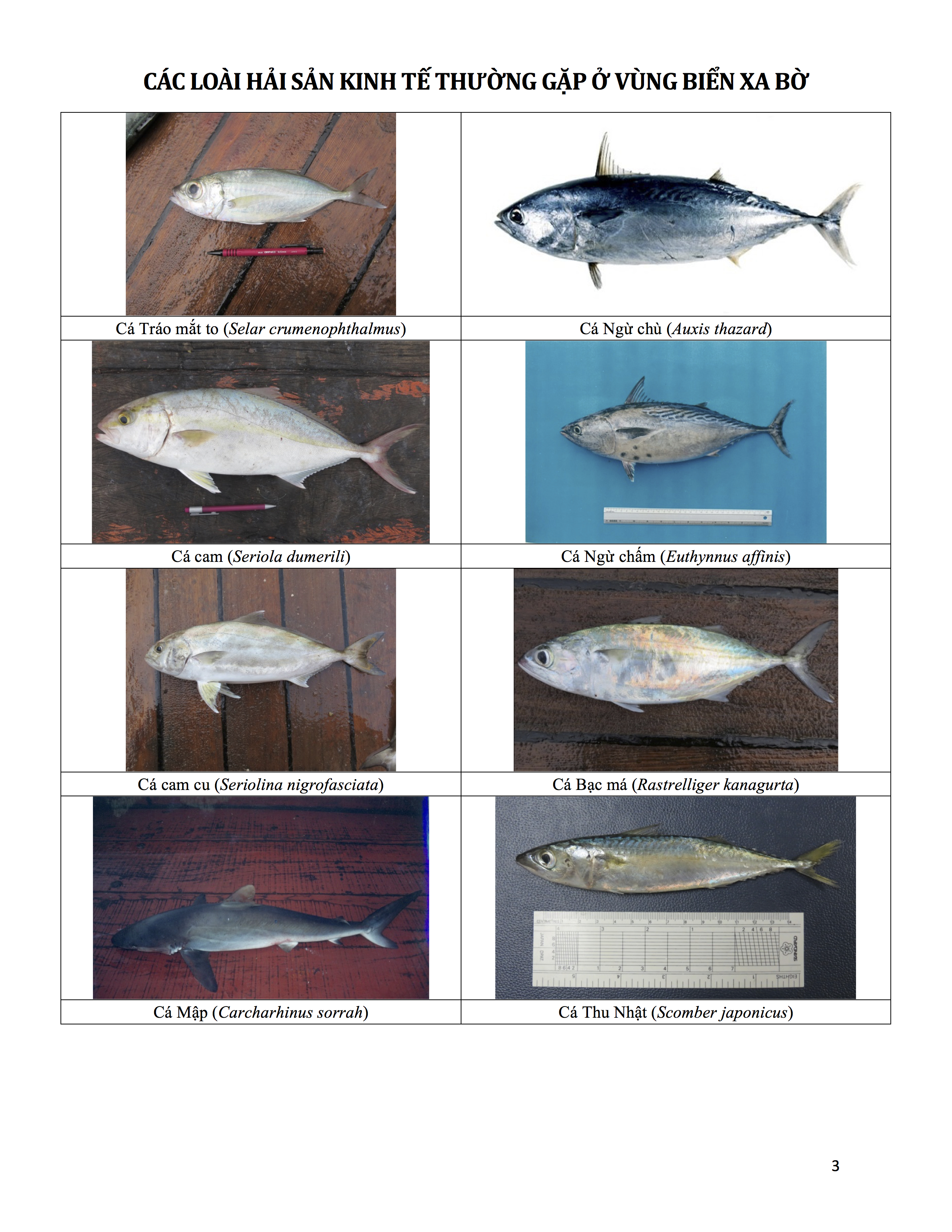 Danh mục các loài hải sản kinh tế thường gặp ở vùng biển xa bờ