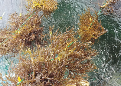 Potential development of large-scale commercial seaweed farming at the offshore Islands in Vietnam