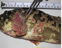 Thông tin về kết quả khảo sát hiện tượng cá biển nuôi lồng chết hàng loạt tại Long Sơn - Vũng Tàu