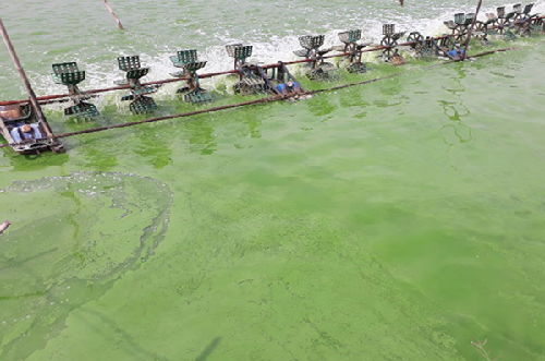 Hệ thống phát hiện tảo mang lại lợi ích cho ngành nuôi trồng thủy sản 