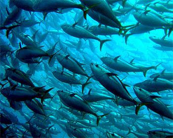 Trữ lượng cá của Mỹ vẫn bền vững ở gần mức cao kỷ lục