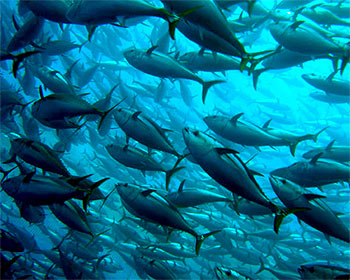 Fishery Development Center of the Tonkin Gulf