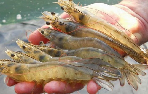 Kết quả đầy hứa hẹn trong việc thay thế thức ăn nuôi tôm từ bột cá bằng thực vật