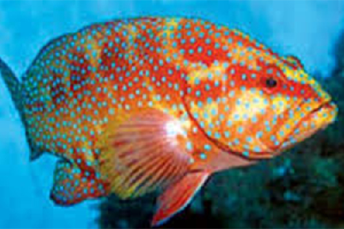 Initial Success in Exploiting and Developing Genetic Resources of Malabar Grouper 