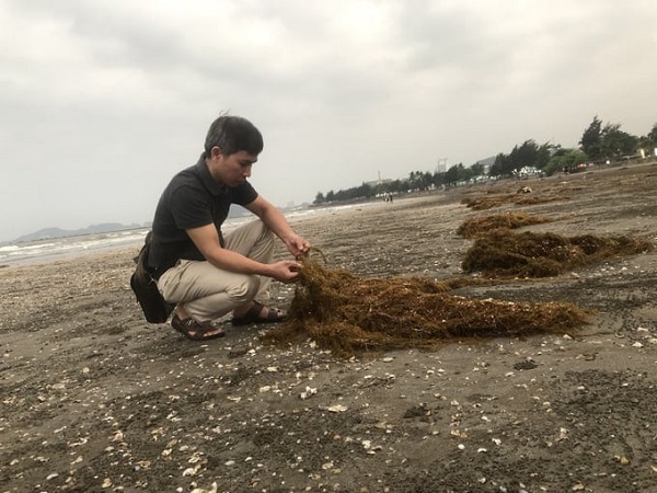 Hàng trăm tấn rong trôi dạt vào biển Đồ Sơn, Cát Bà là rong mơ