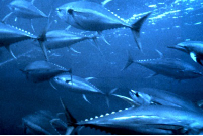 Việt Nam đang quản lý tốt nghề cá ngừ trong vùng biển Tây Thái Bình Dương và Đông Á 