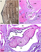 In vitro oocyte maturation by radial nerve extract and early development of the black sea cucumber (Holothuria leucospilota)