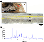 Identification of neuropeptides in the sea cucumber Holothuria leucospilota